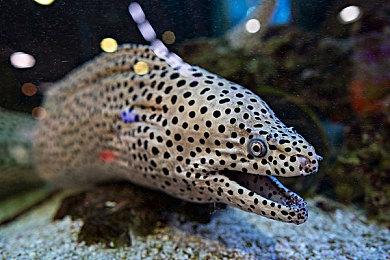 《战锤40K：暗潮》Xbox版再度跳票 PC版内容延期